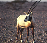 Ù…Ù†Ø·Ù‚Ø© Ø§Ù„ÙˆØ³Ø·Ù‰