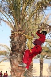 الكشافة والمرشدات